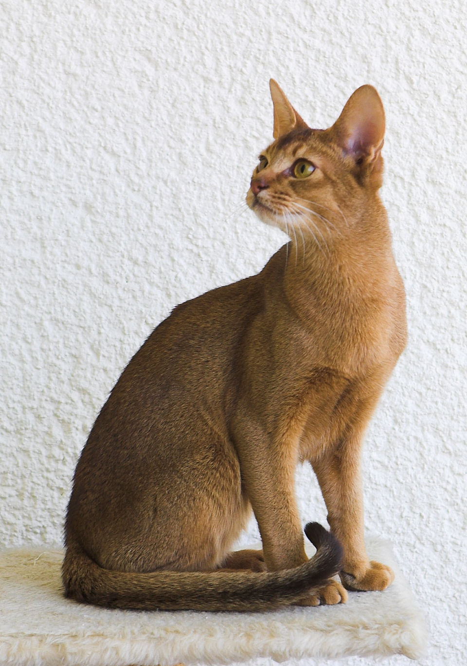 Abyssinian cat image